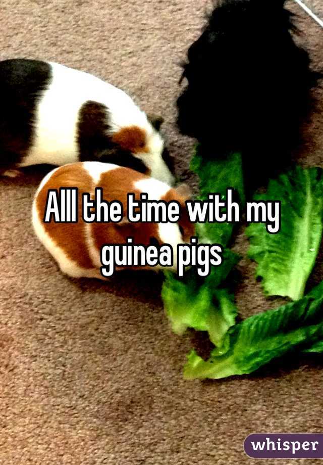 Alll the time with my guinea pigs