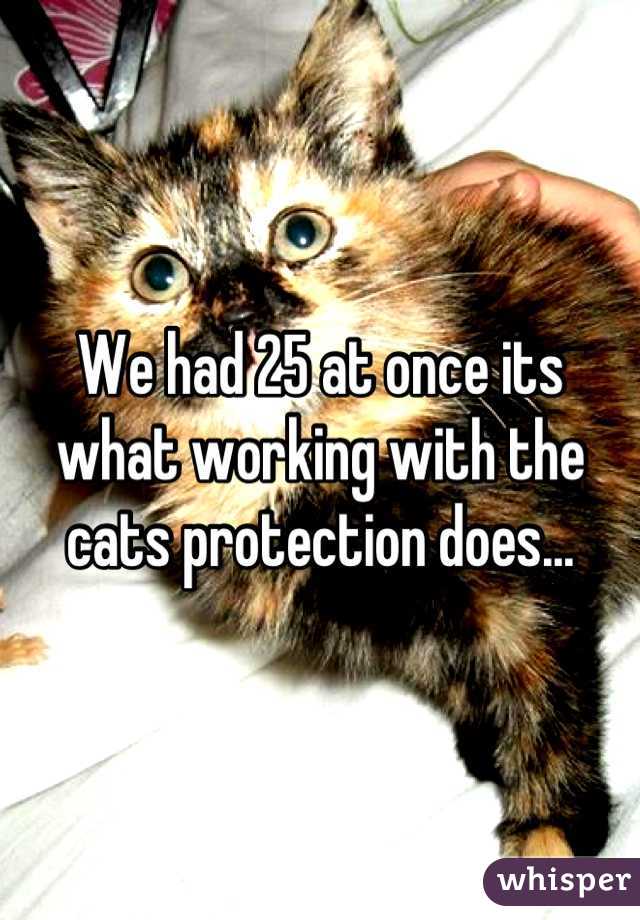 We had 25 at once its what working with the cats protection does...