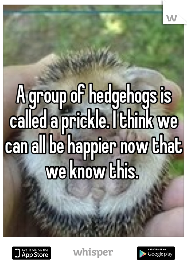 A group of hedgehogs is called a prickle. I think we can all be happier now that we know this. 