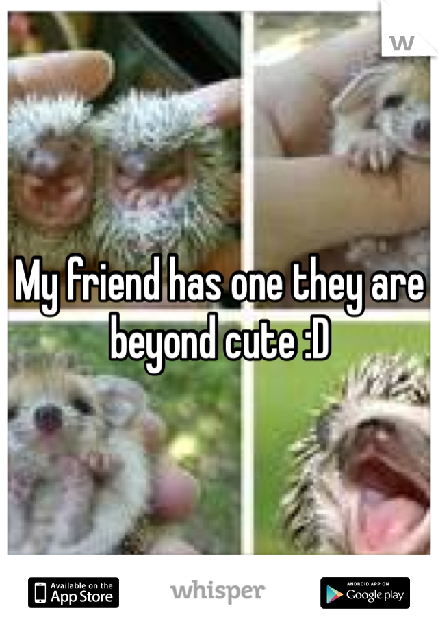 My friend has one they are beyond cute :D