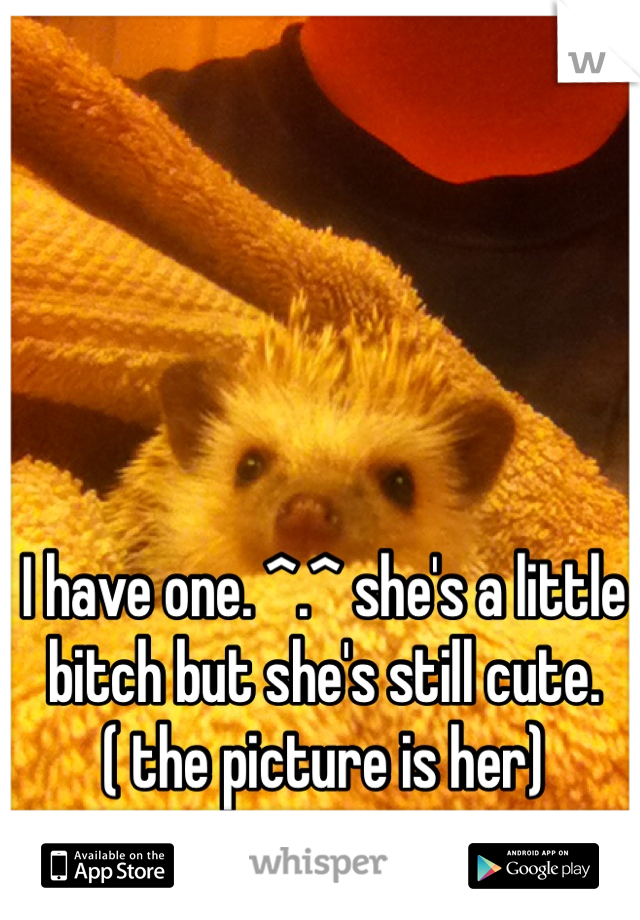 I have one. ^.^ she's a little bitch but she's still cute. ( the picture is her)