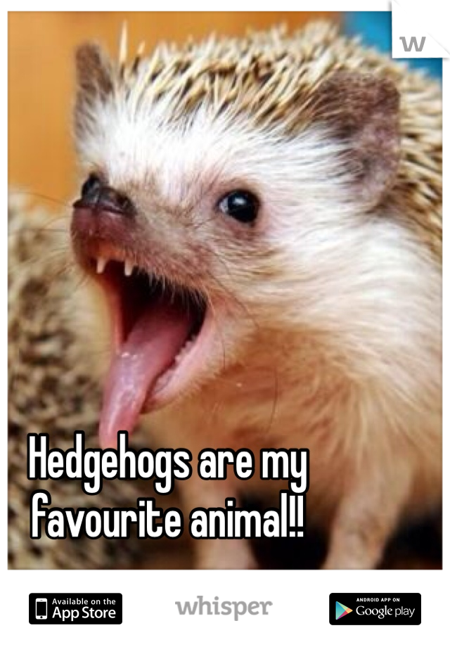 Hedgehogs are my favourite animal!!