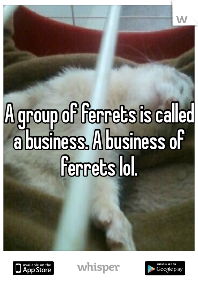 A group of ferrets is called a business. A business of ferrets lol.