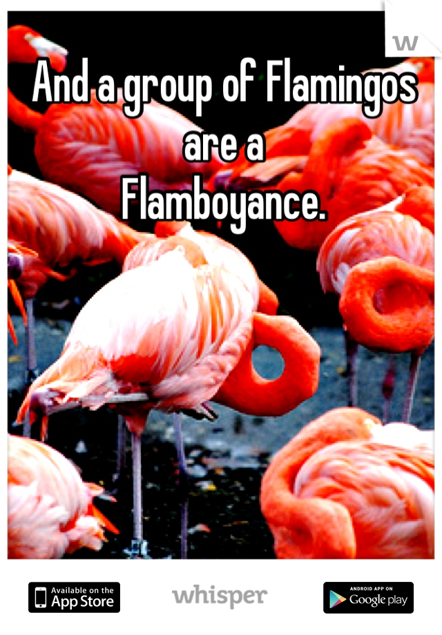 And a group of Flamingos are a 
Flamboyance.