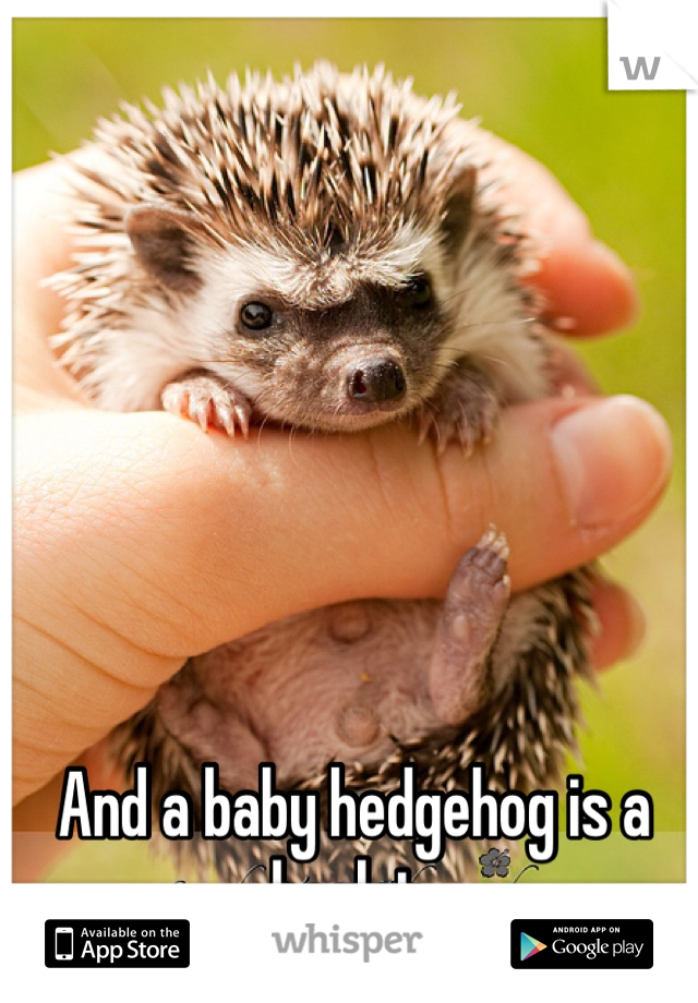 And a baby hedgehog is a hoglet.