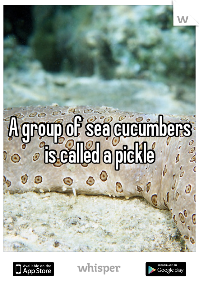 A group of sea cucumbers is called a pickle