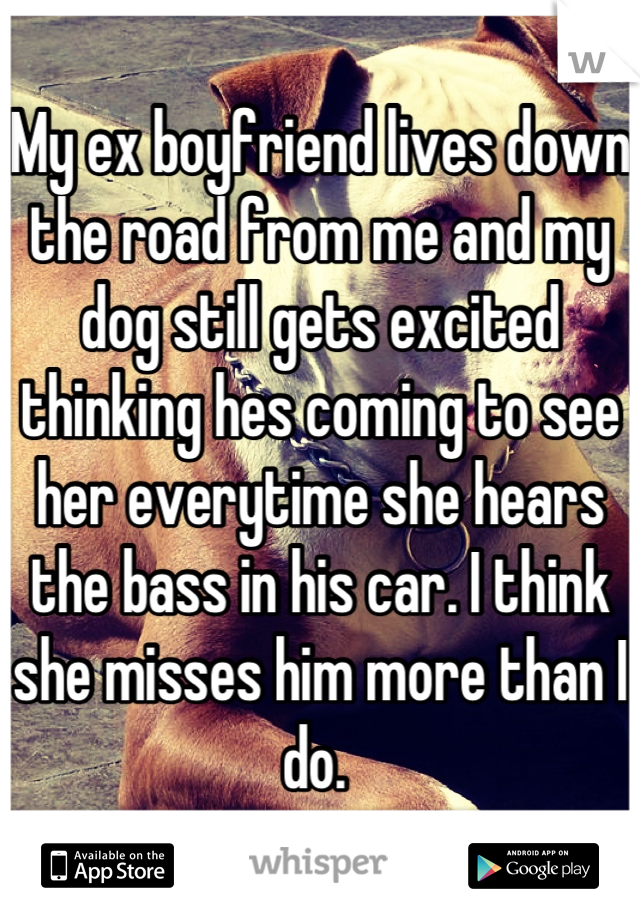 My ex boyfriend lives down the road from me and my dog still gets excited thinking hes coming to see her everytime she hears the bass in his car. I think she misses him more than I do. 