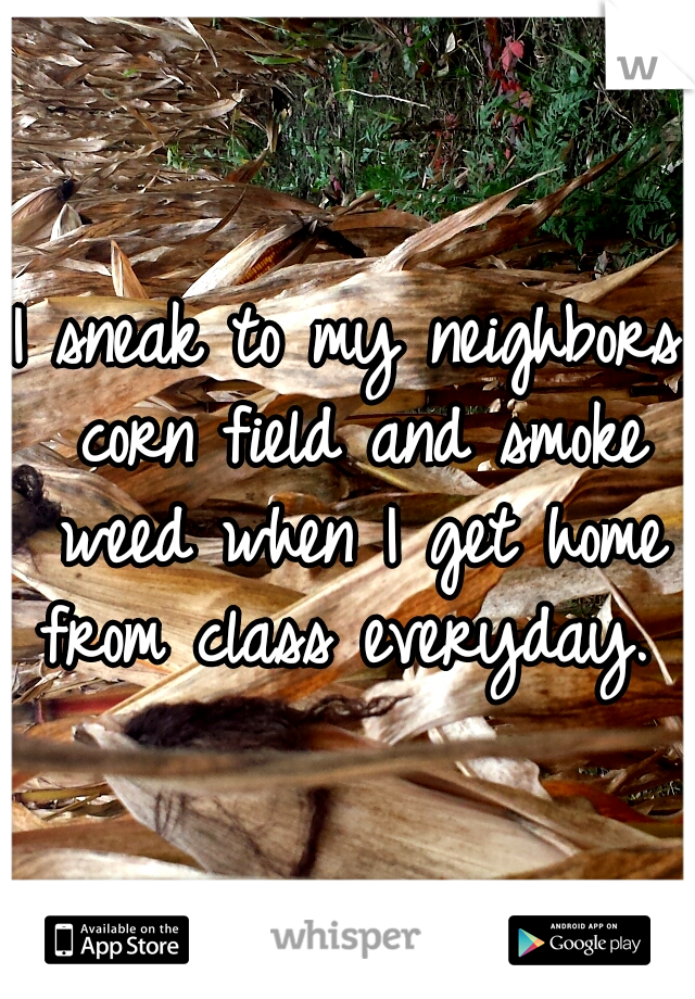 I sneak to my neighbors corn field and smoke weed when I get home from class everyday. 