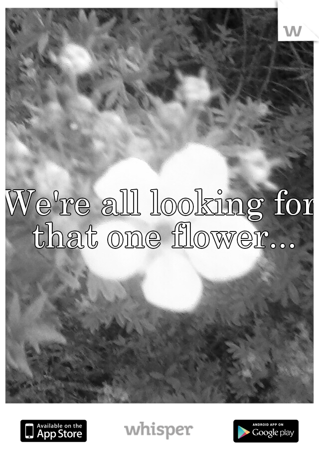 We're all looking for that one flower...