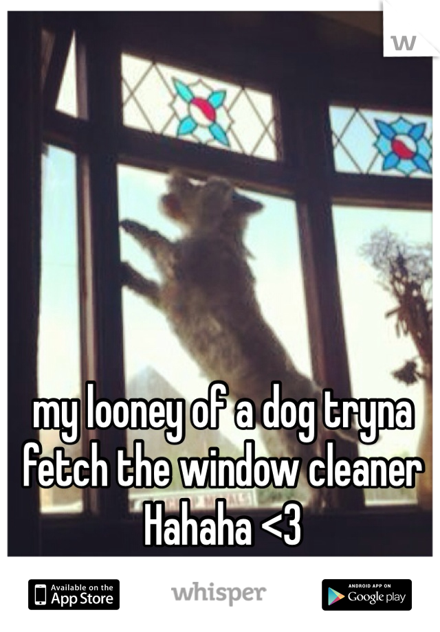 my looney of a dog tryna fetch the window cleaner Hahaha <3