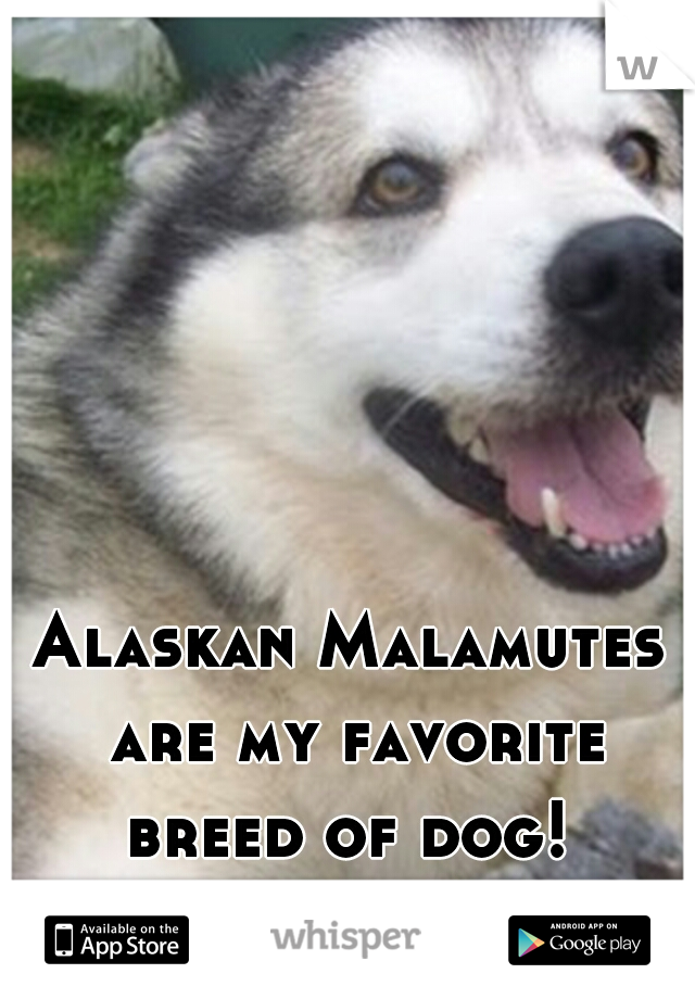Alaskan Malamutes are my favorite breed of dog! 