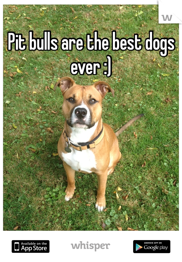 Pit bulls are the best dogs ever :) 