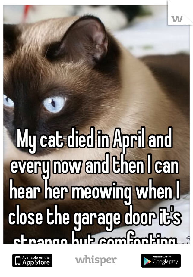 My cat died in April and every now and then I can hear her meowing when I close the garage door it's strange but comforting