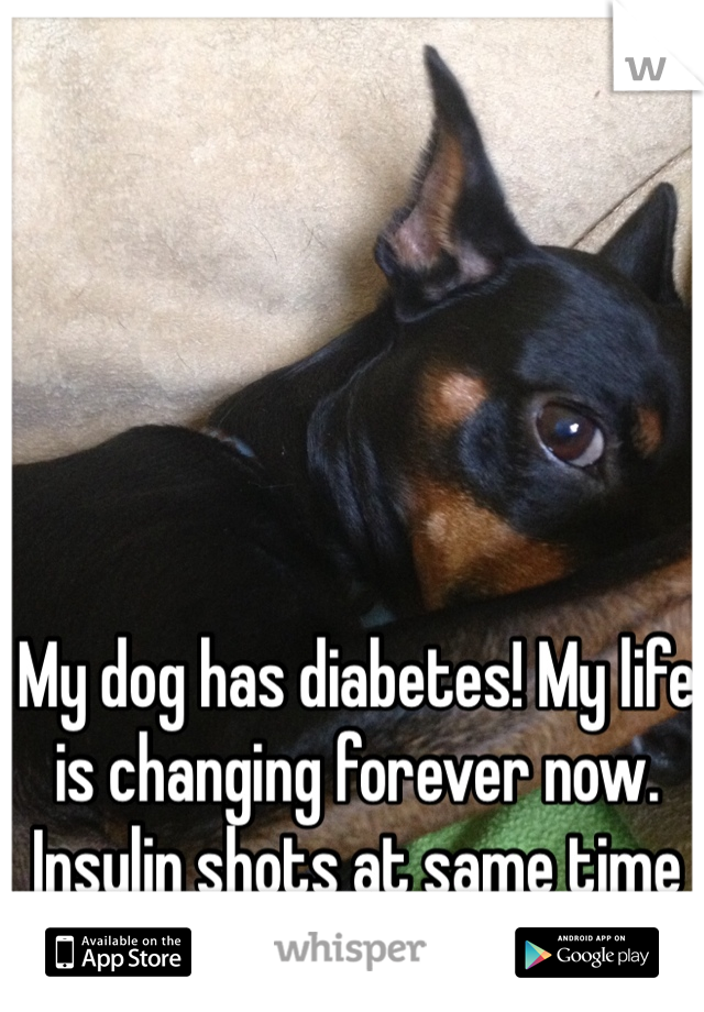 My dog has diabetes! My life is changing forever now. Insulin shots at same time every day, twice a day :( 