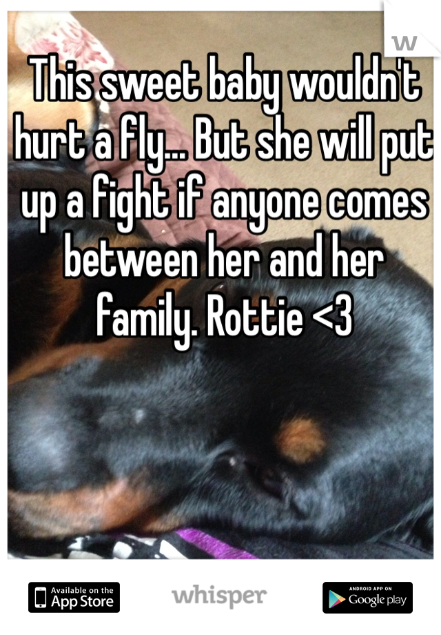 This sweet baby wouldn't hurt a fly... But she will put up a fight if anyone comes between her and her family. Rottie <3