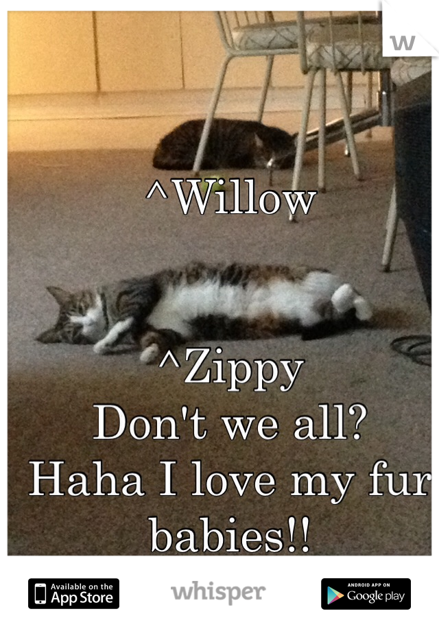 ^Willow


^Zippy
Don't we all?
Haha I love my fur babies!!
<3