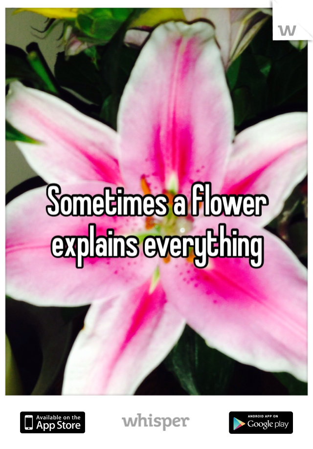 Sometimes a flower explains everything 