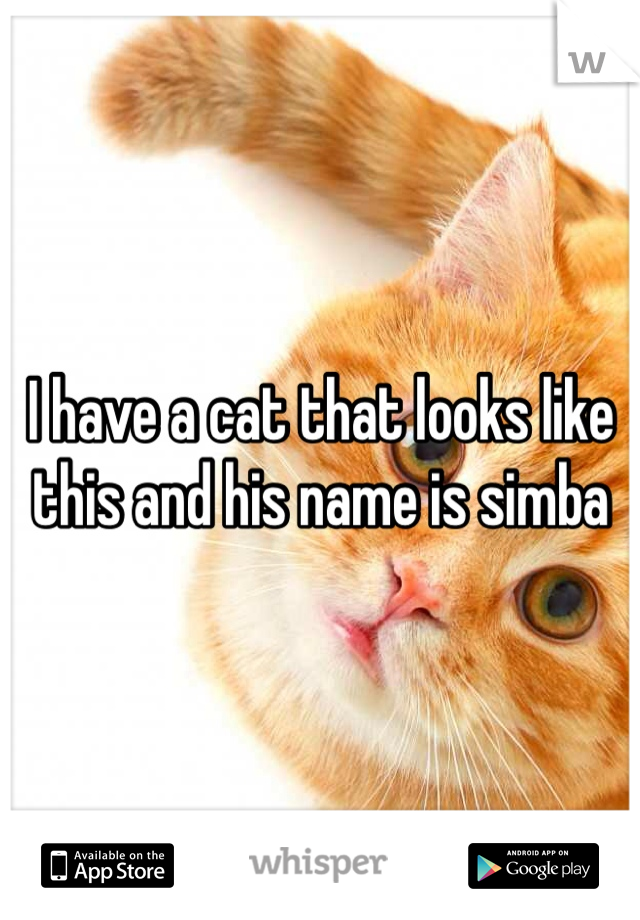 I have a cat that looks like this and his name is simba 