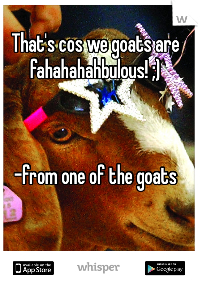 That's cos we goats are fahahahahbulous! ;)



-from one of the goats