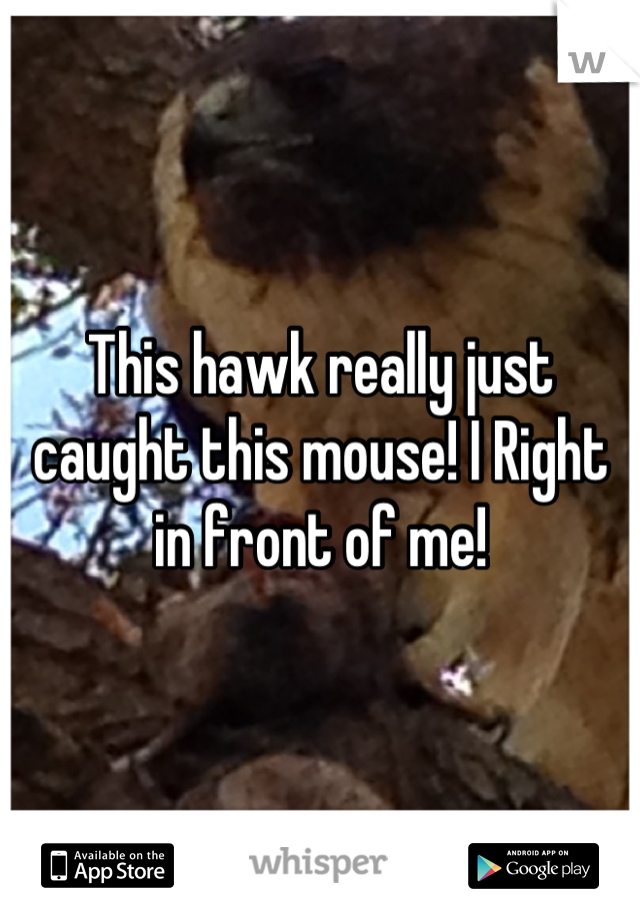This hawk really just caught this mouse! I Right in front of me!