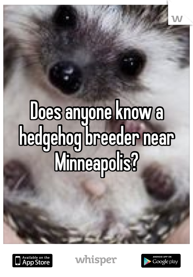 Does anyone know a hedgehog breeder near Minneapolis?