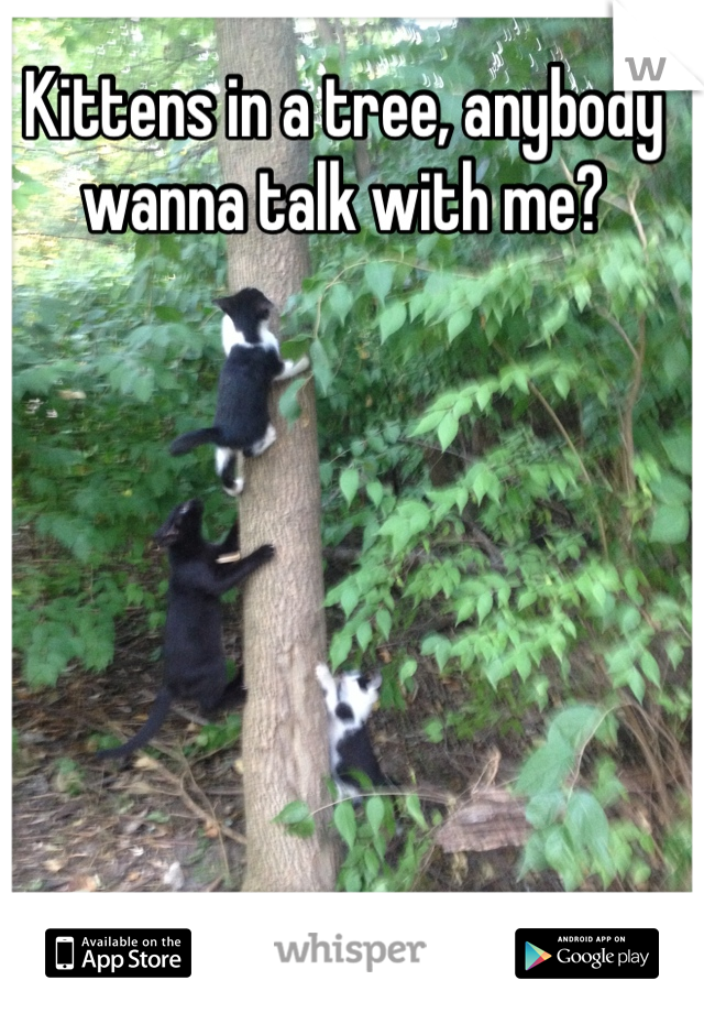 Kittens in a tree, anybody wanna talk with me?
