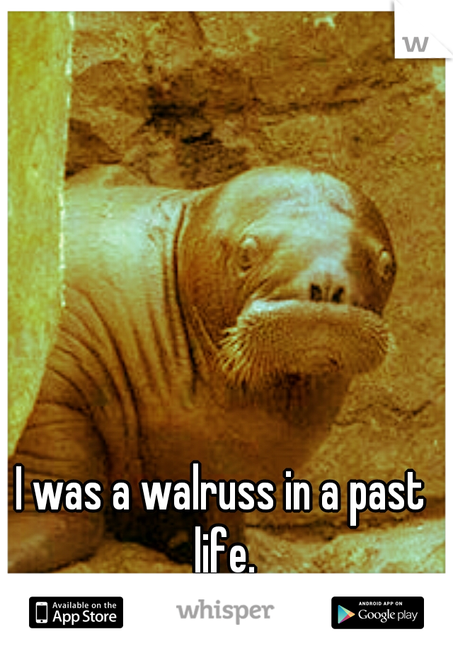 I was a walruss in a past life.
