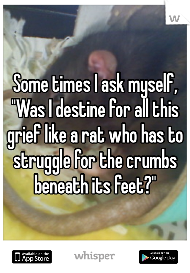 Some times I ask myself, "Was I destine for all this grief like a rat who has to struggle for the crumbs beneath its feet?"