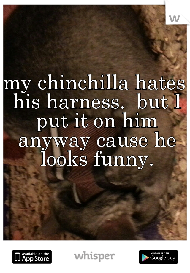 my chinchilla hates his harness.  but I put it on him anyway cause he looks funny.