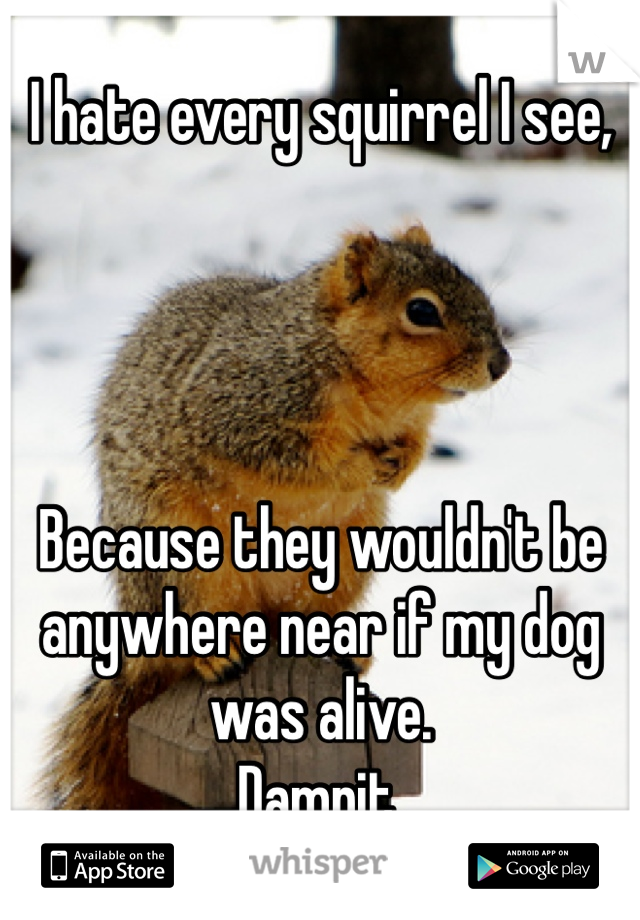 I hate every squirrel I see, 




Because they wouldn't be anywhere near if my dog was alive.
Damnit.