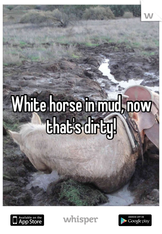 White horse in mud, now that's dirty!