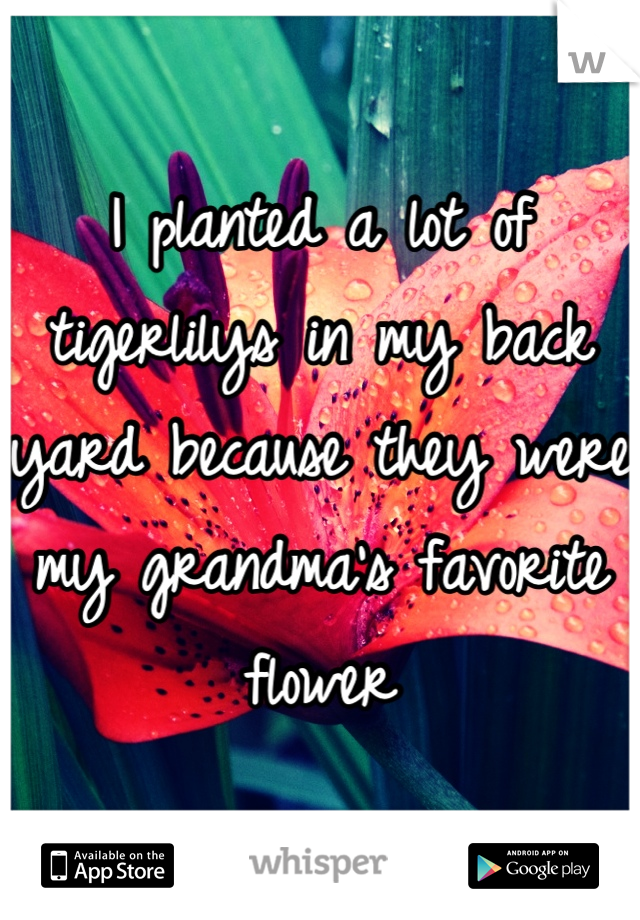 I planted a lot of tigerlilys in my back yard because they were my grandma's favorite flower