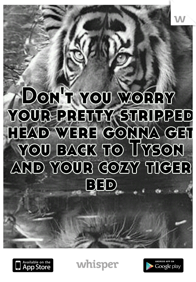 Don't you worry your pretty stripped head were gonna get you back to Tyson and your cozy tiger bed
