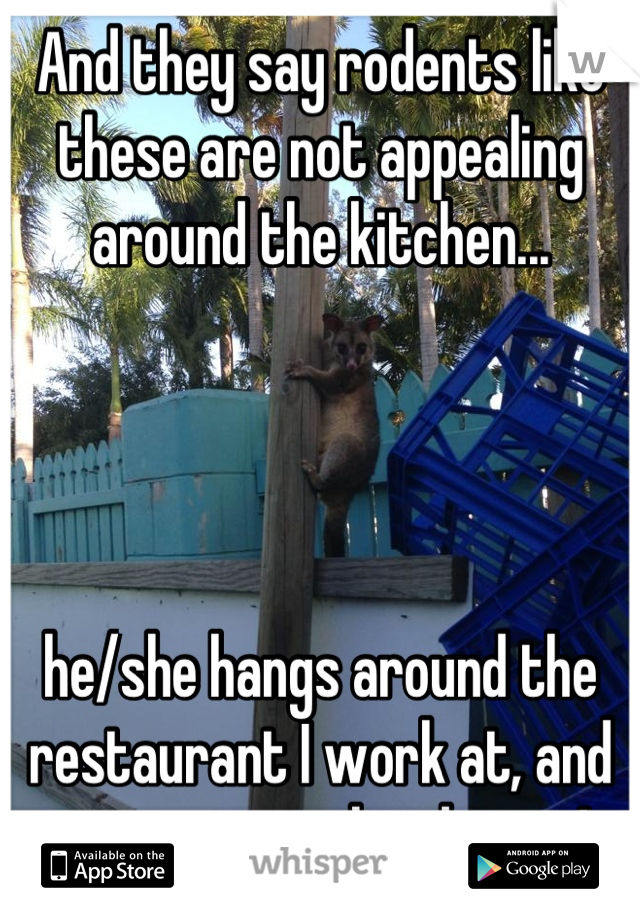 And they say rodents like these are not appealing around the kitchen... 




he/she hangs around the restaurant I work at, and so many people adore it!