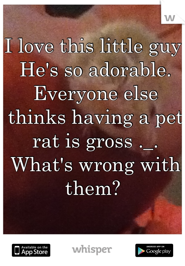 I love this little guy.
He's so adorable. 
Everyone else thinks having a pet rat is gross ._. 
What's wrong with them? 