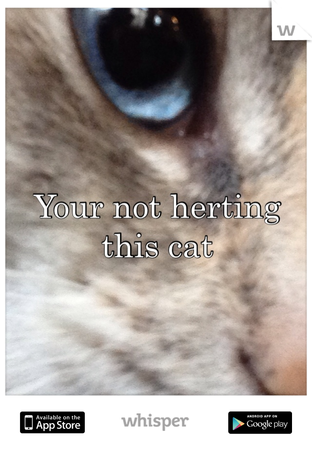 Your not herting this cat