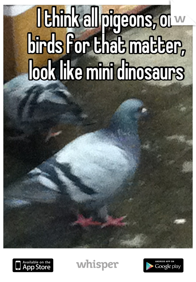 I think all pigeons, or 
birds for that matter, 
look like mini dinosaurs