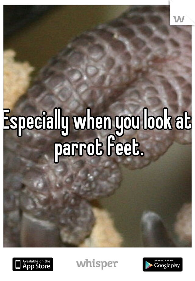 Especially when you look at parrot feet.