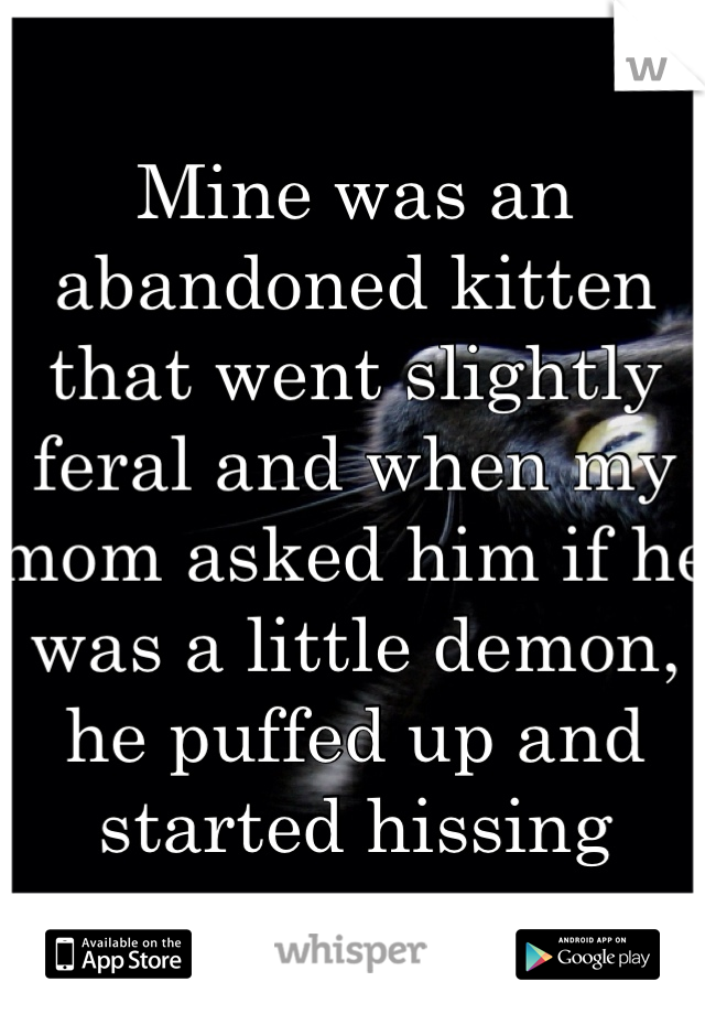Mine was an abandoned kitten that went slightly feral and when my mom asked him if he was a little demon, he puffed up and started hissing