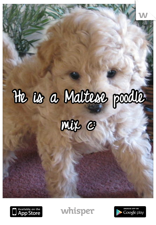 He is a Maltese poodle mix c: