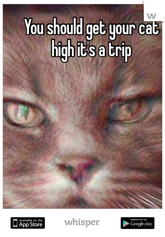 You should get your cat high it's a trip 