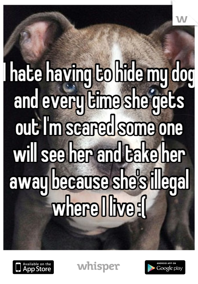 I hate having to hide my dog and every time she gets out I'm scared some one will see her and take her away because she's illegal where I live :(