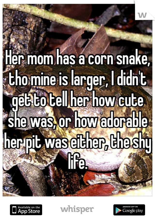 Her mom has a corn snake, tho mine is larger, I didn't get to tell her how cute she was, or how adorable her pit was either, the shy life.