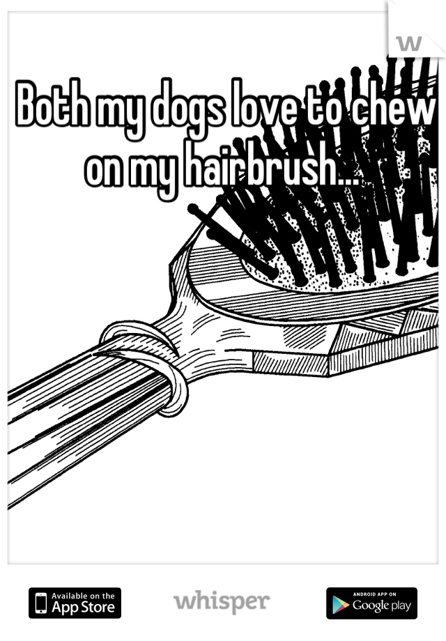 Both my dogs love to chew on my hairbrush... 