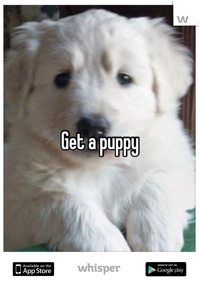 Get a puppy