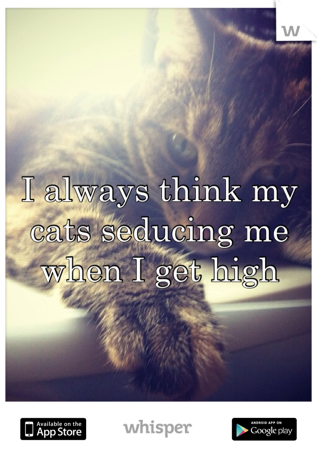 I always think my cats seducing me when I get high