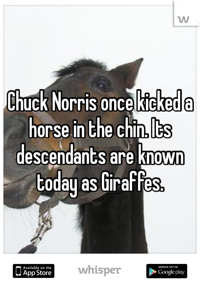 Chuck Norris once kicked a horse in the chin. Its descendants are known today as Giraffes.