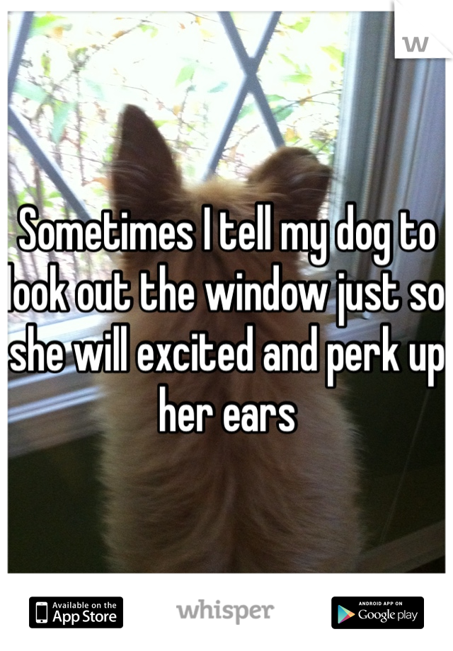 Sometimes I tell my dog to look out the window just so she will excited and perk up her ears 