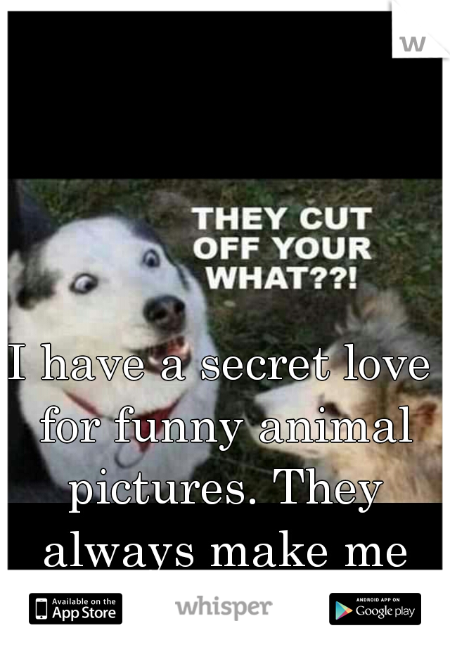 I have a secret love for funny animal pictures. They always make me feel better.