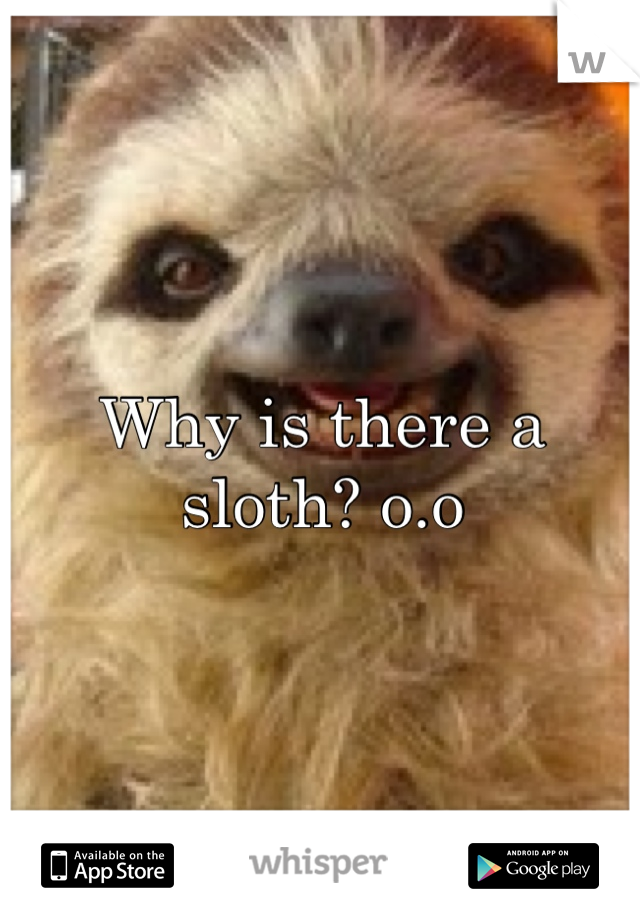 Why is there a sloth? o.o